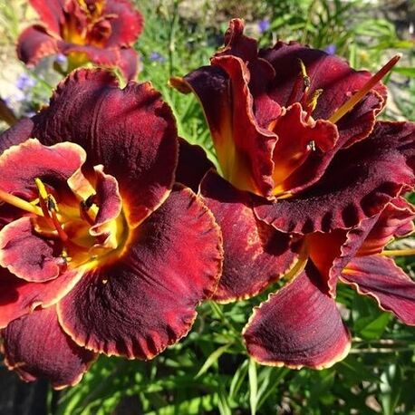 Лілійник Burgundy Love