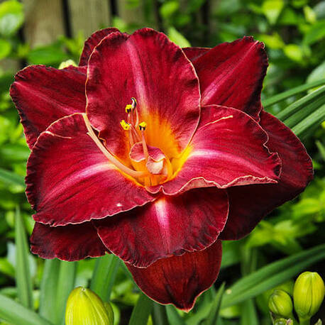 Лілійник Burgundy Love