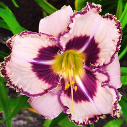 Лілійник Purple Flame