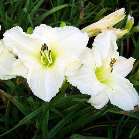 Лілійник White Temptation