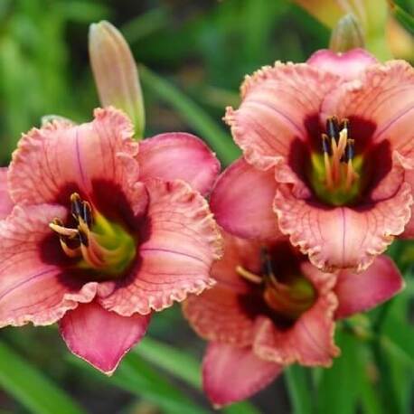Лілійник Orchid Candy