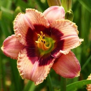 Лілійник Orchid Candy Лілійник Orchid Candy