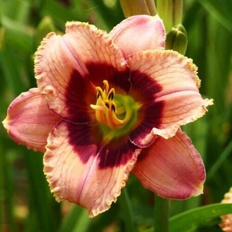 Лілійник Orchid Candy