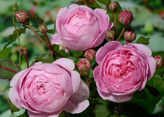 Роза ALAN TITCHMARSH