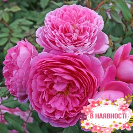 Роза ALAN TITCHMARSH