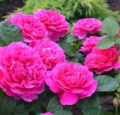 Роза Sophy’s Rose