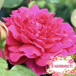Роза Sophy's Rose 
