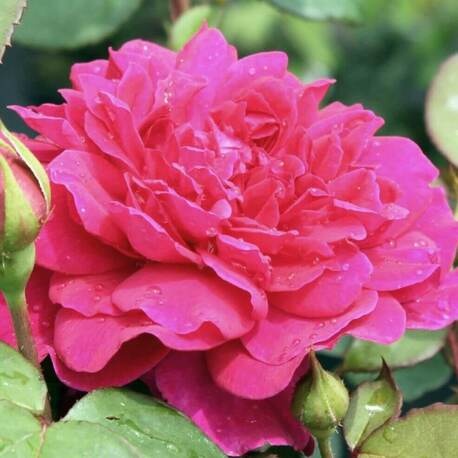 Роза Sophy’s Rose