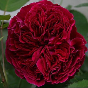 Роза The Dark Lady 