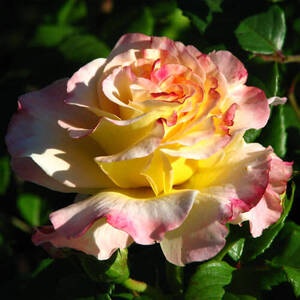 Роза Aguarell