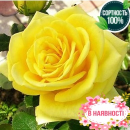 Роза Ilios
