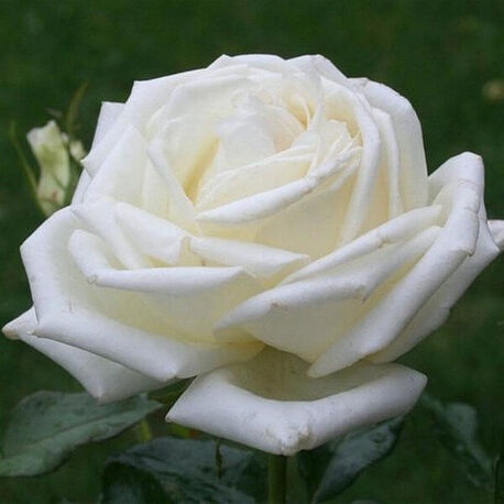 Роза Karen Blixen