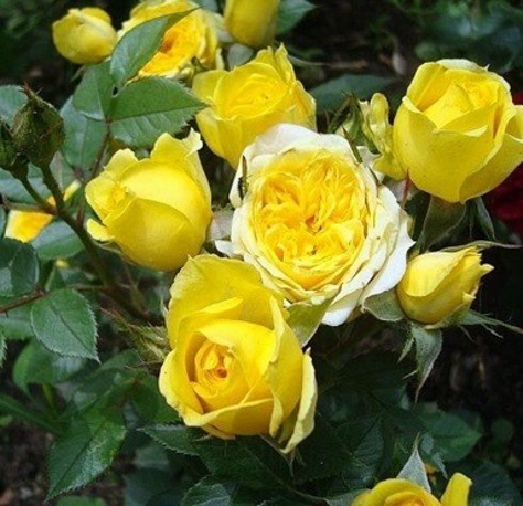 Роза Kerio