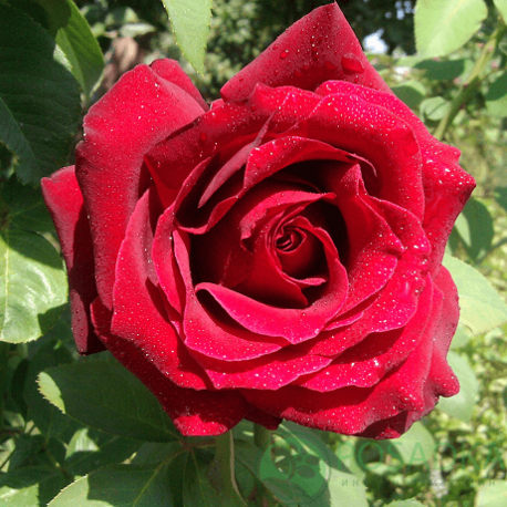 Роза Lovely red