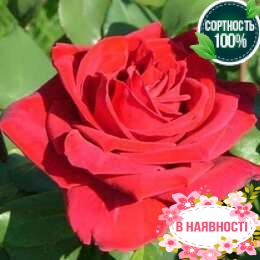 Роза Lovely red