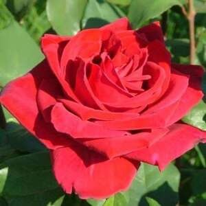 Роза Lovely red