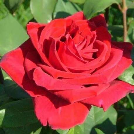 Роза Lovely red