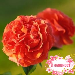 Роза плетистая Naranga