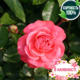 Роза плетистая Rosanna