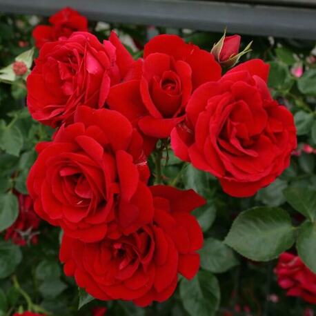 Роза плетистая Red Parfum