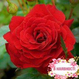 Роза плетистая Red Parfum