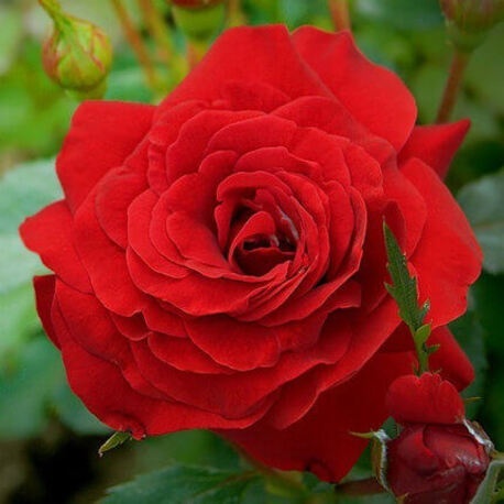Роза плетистая Red Parfum