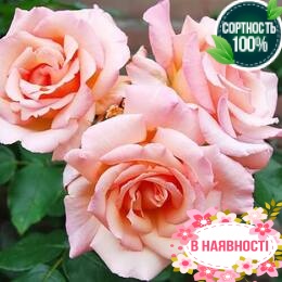 Роза плетистая Compassion