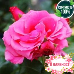 Роза плетистая Lawinia