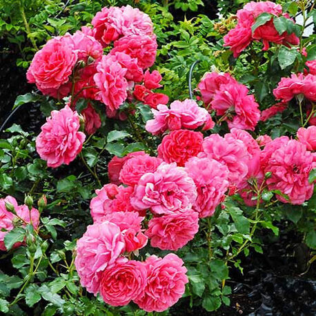 Роза плетистая Rosarium Premium
