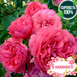 Роза плетистая Rosarium Premium