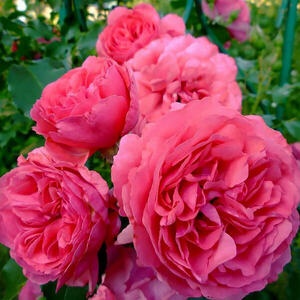 Роза плетистая Rosarium Premium