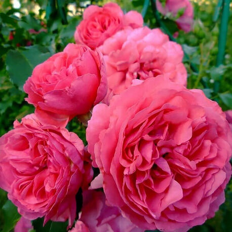 Роза плетистая Rosarium Premium
