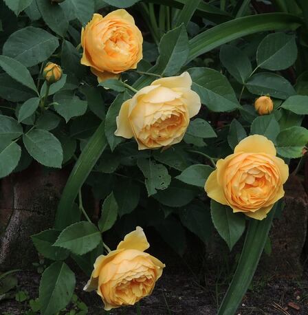 Роза плетистая Golden Fleece