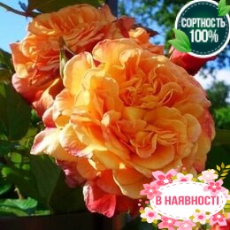 Роза плетистая Aloha