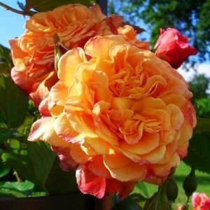 Роза плетистая Aloha