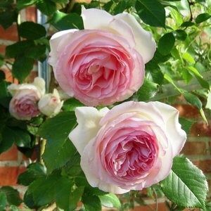 Роза плетистая Eden Rose