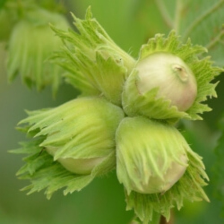Фундук Королівський (2-річний)