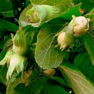 Фундук Каталонский (2-х летний)