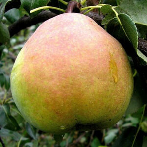 Груша Кучерянка (2-річний) Груша Кучерянка (2-річний)