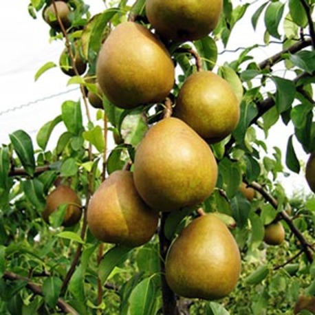 Груша Анжелис (2-х летний)