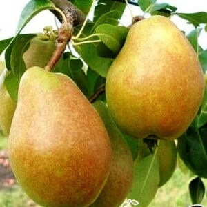 Груша Анжелис (2-х летний)