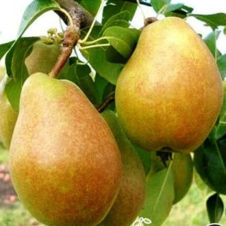Груша Анжелис (2-х летний)