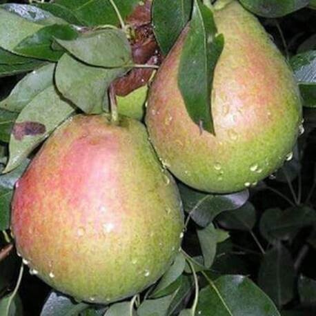 Груша Банкетная (2-х летний)