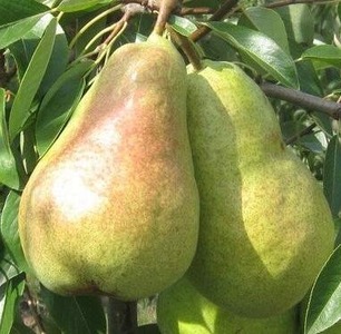 Груша Бере Люка (2-річний) Груша Бере Люка (2-річний)