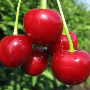 Вишня Нефрис (2-х летний)
