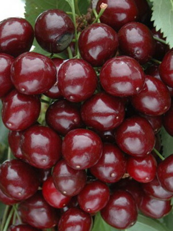 Вишня Морелло (2-х летний)