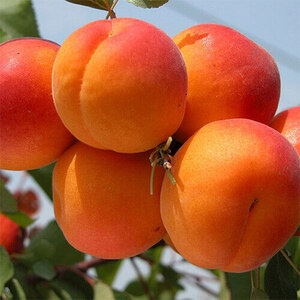 Абрикос Банзай (2-х летний)