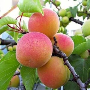 Абрикос Киевский Красень (2-х летний)