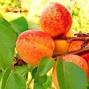 Абрикос Монастырский (2-х летний)