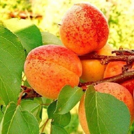 Абрикос Монастырский (2-х летний)